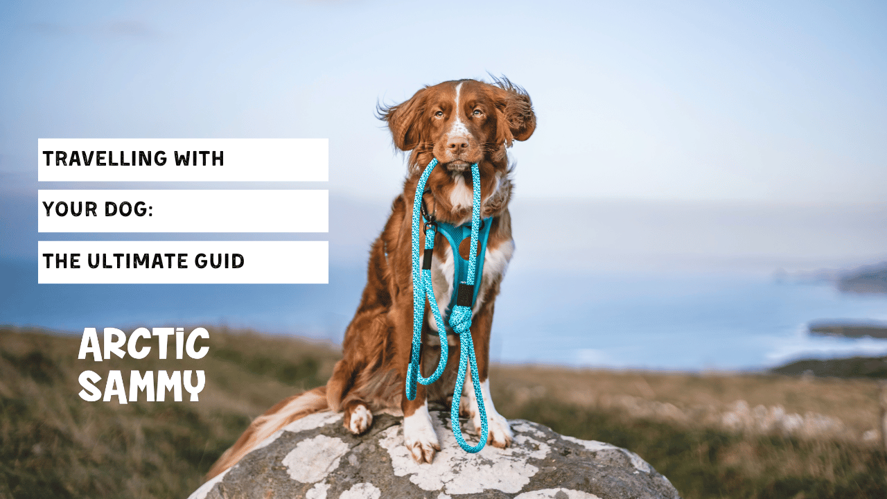 The Ultimate Travel Guide with your Dog