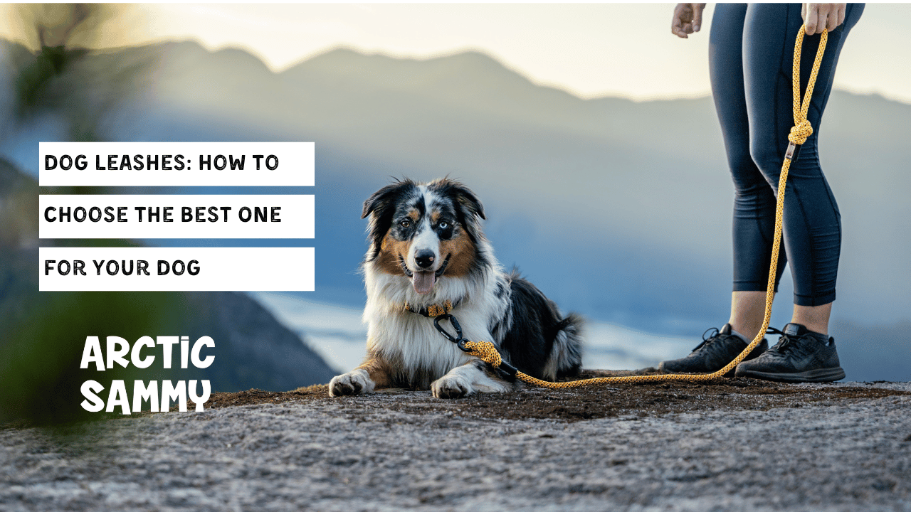 Dog Leashes: How to Choose the Best One for Your Dog