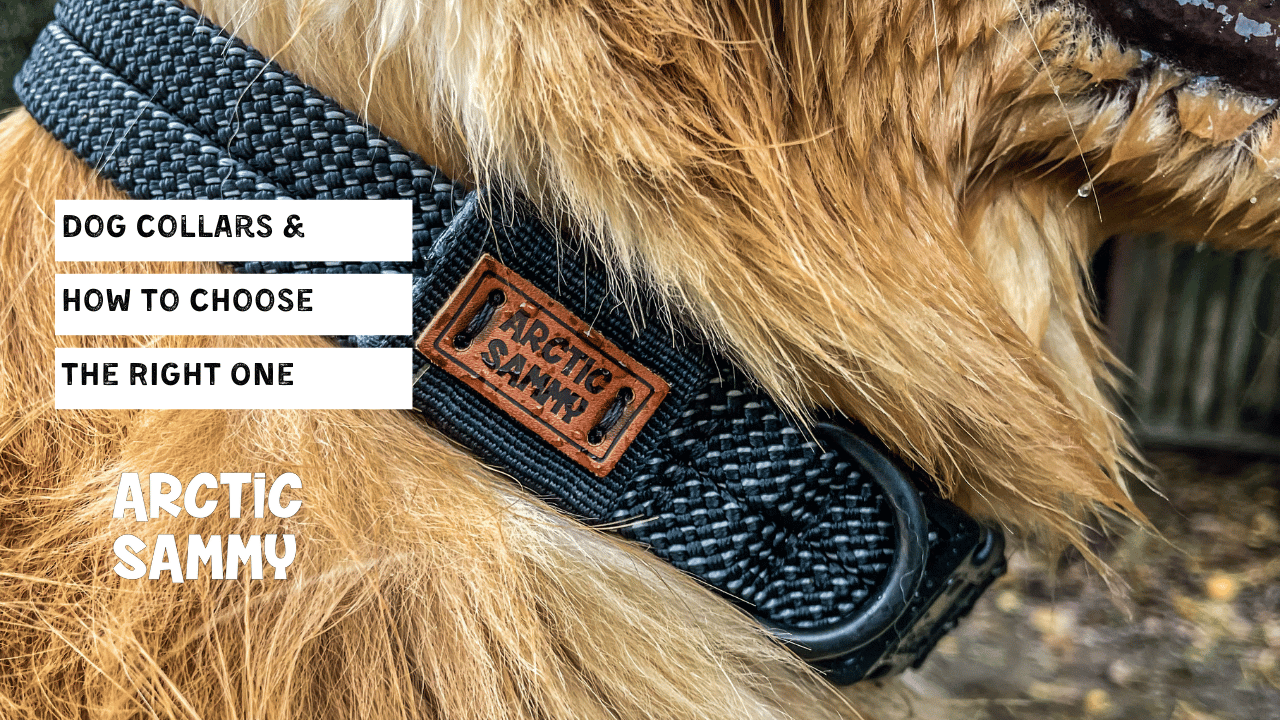 Dog Collars & How to Choose the Right One