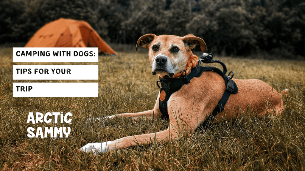 Camping stuff for dogs online