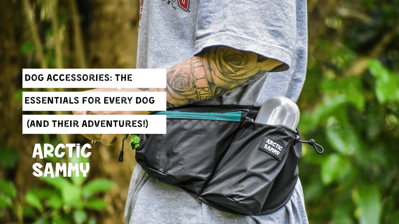 Dog Accessories: The Essentials for Every Dog (and Their Adventures!)