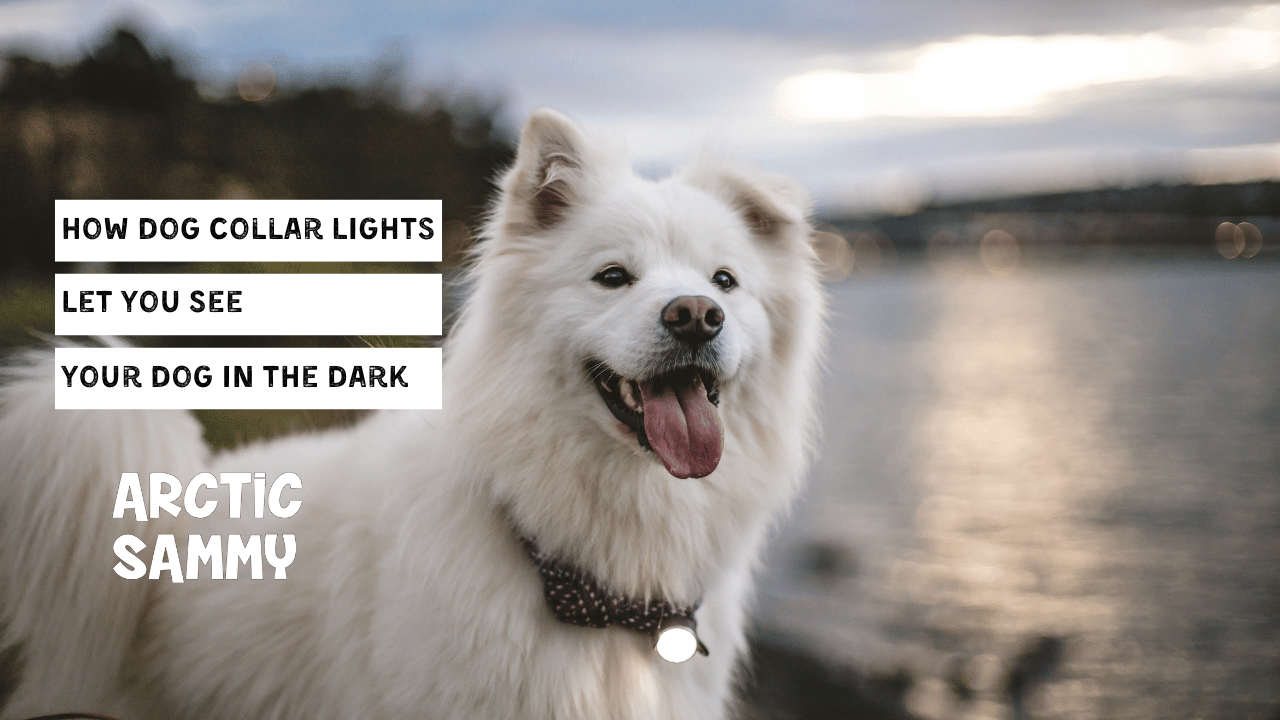 How Dog Collar Lights Let You See Your Dog in the Dark