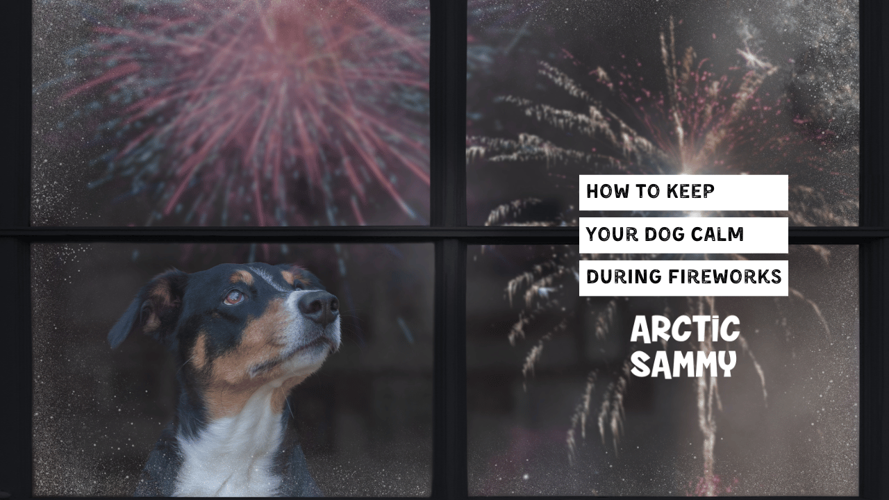 How to Keep Your Dog Calm During Fireworks