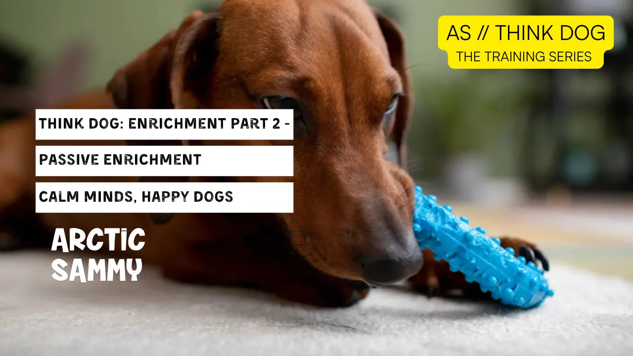 Think Dog // Enrichment Part 2 - Passive Enrichment: Calm Minds, Happy Dogs
