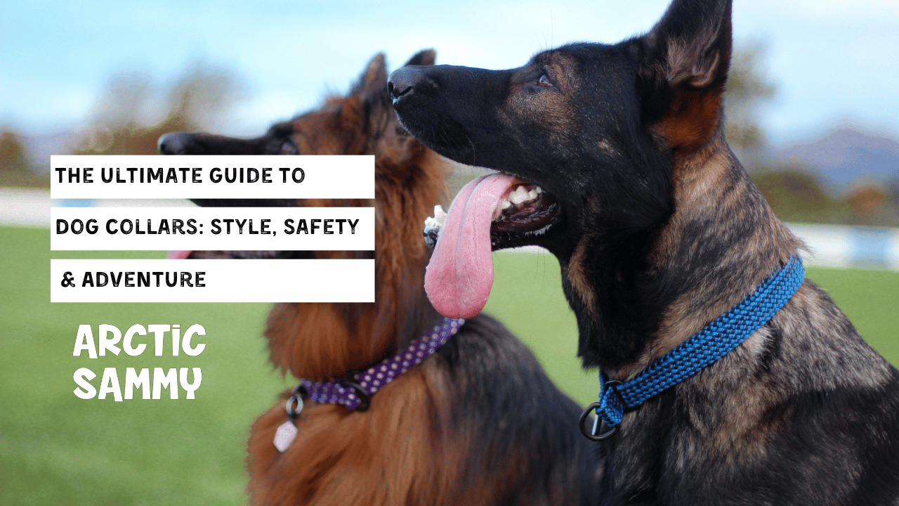 The Ultimate Guide to Dog Collars: Style, Safety & Adventure with Arctic Sammy