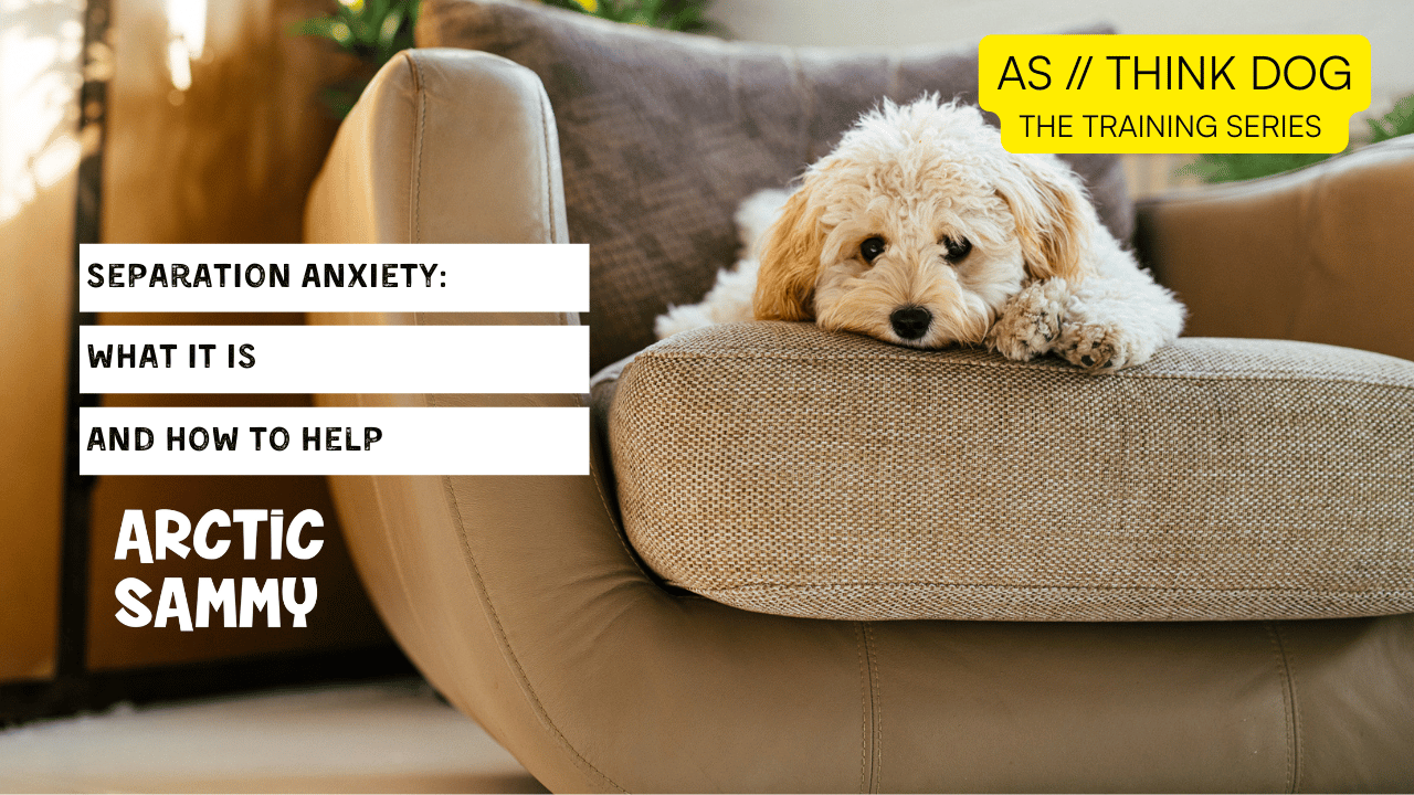 Separation Anxiety in Dogs: What It Is and How to Help