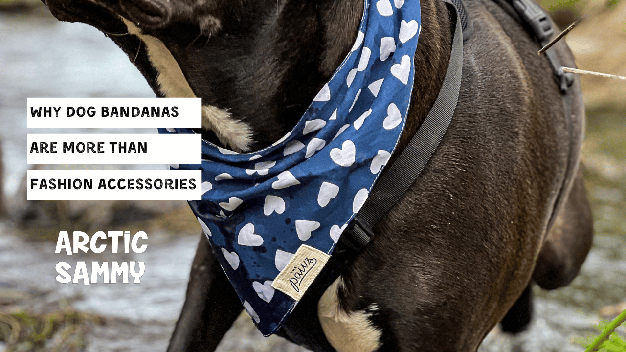 Why Quality Dog Bandanas are More than Fashion Accessories