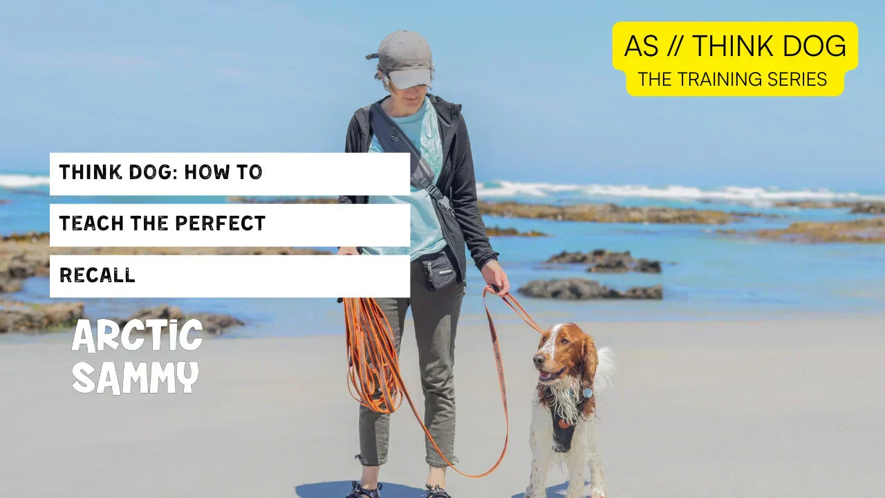 AS Think Dog // How To Teach The Perfect Recall