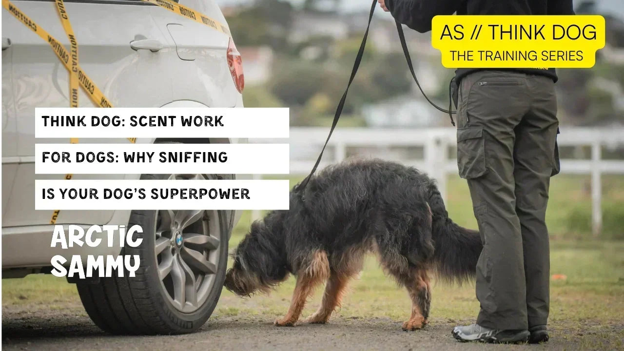 AS Think Dog // Scent Work for Dogs: Why Sniffing Is Your Dog’s Superpower