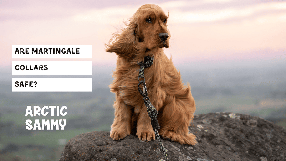 Martingale collar safe outlet