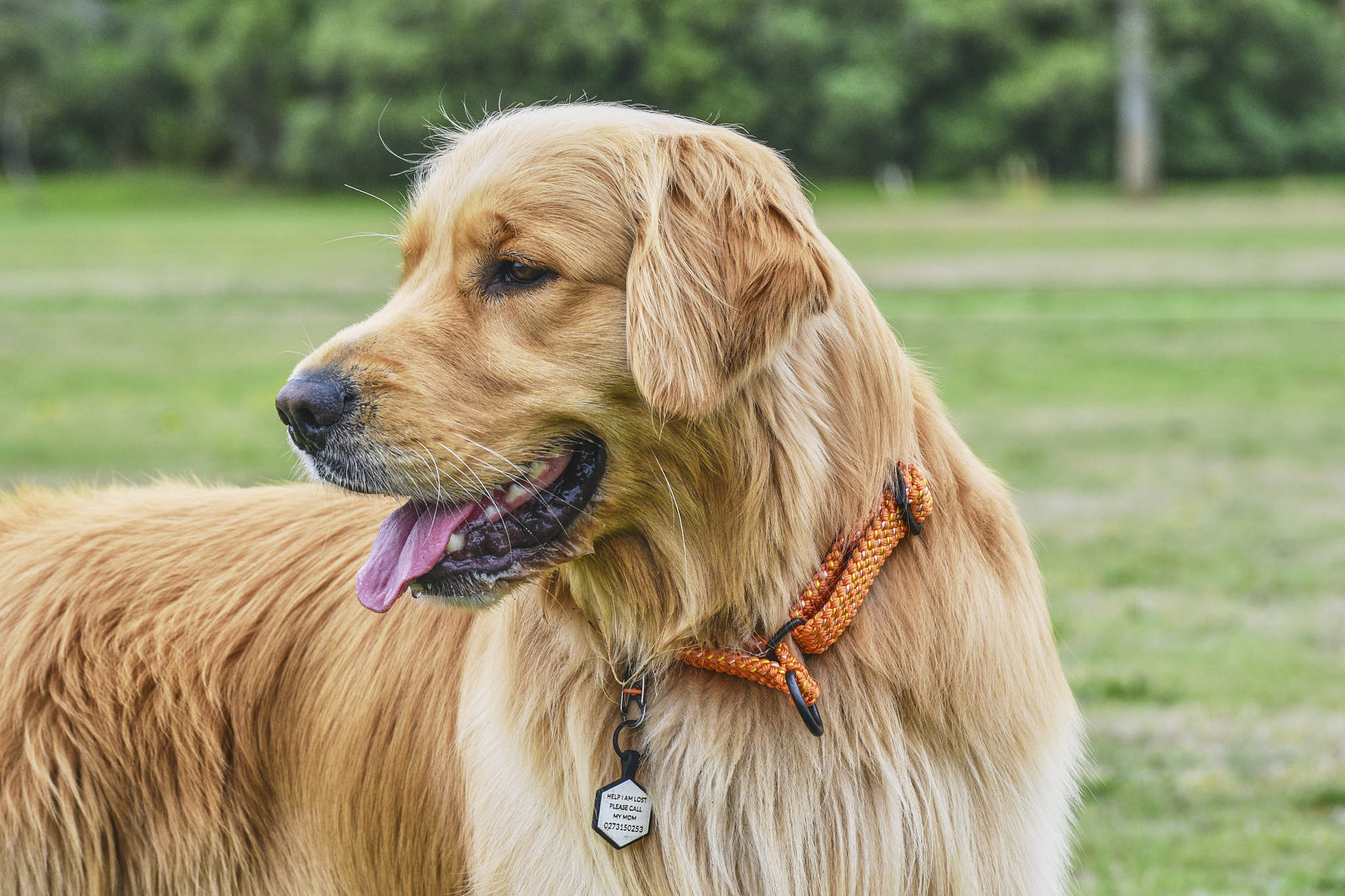 Martingale Collars