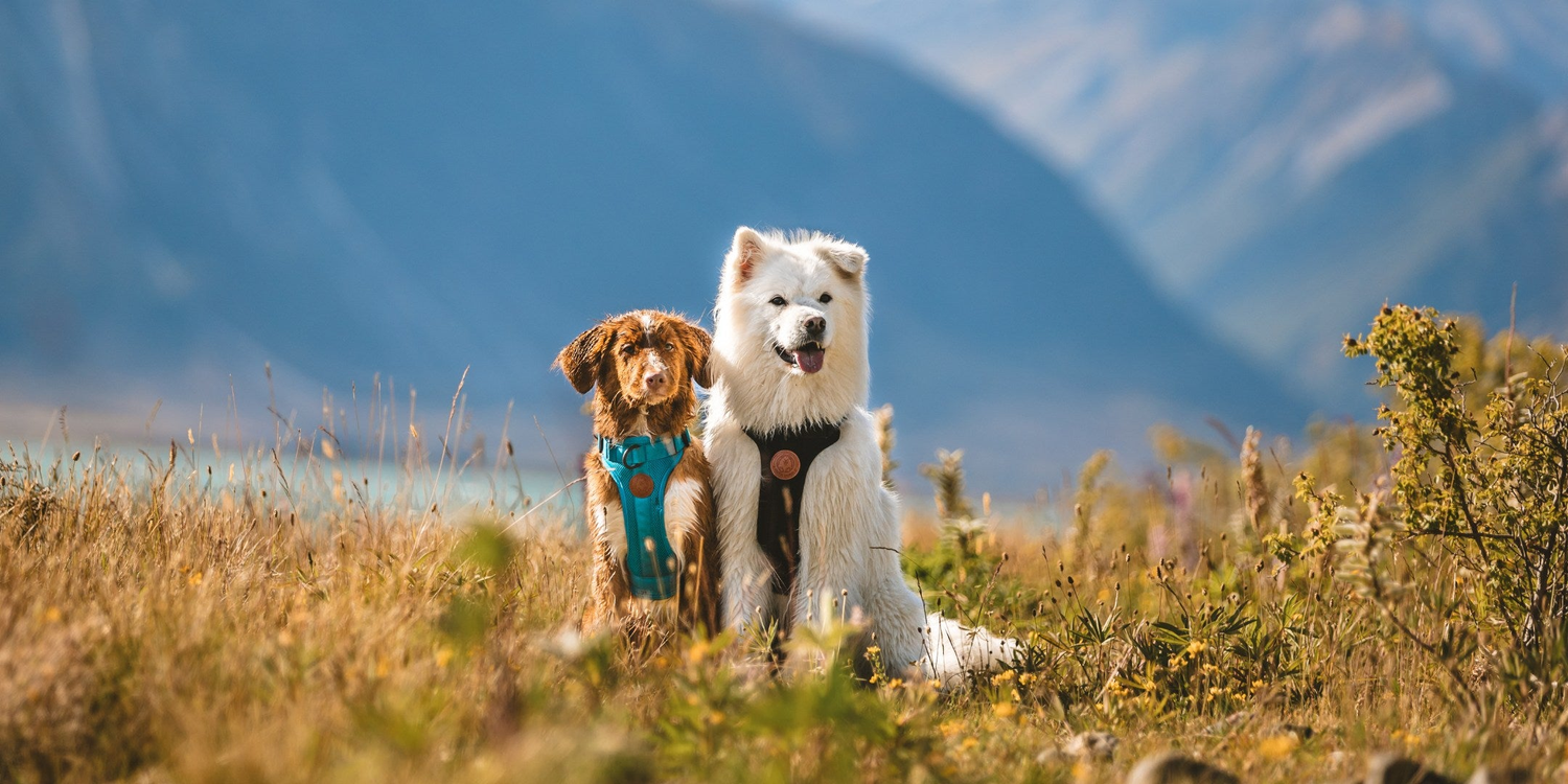 Dog Harnesses