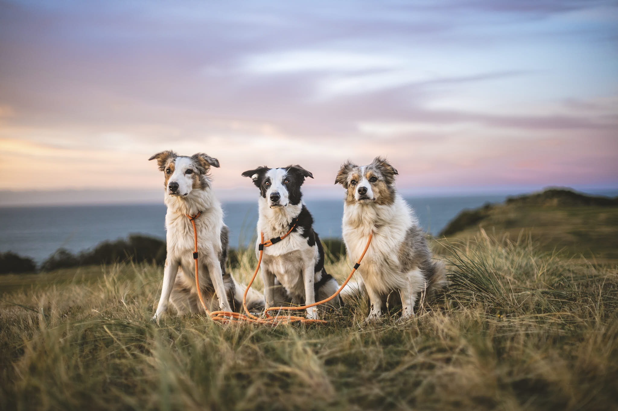 Slip Leashes