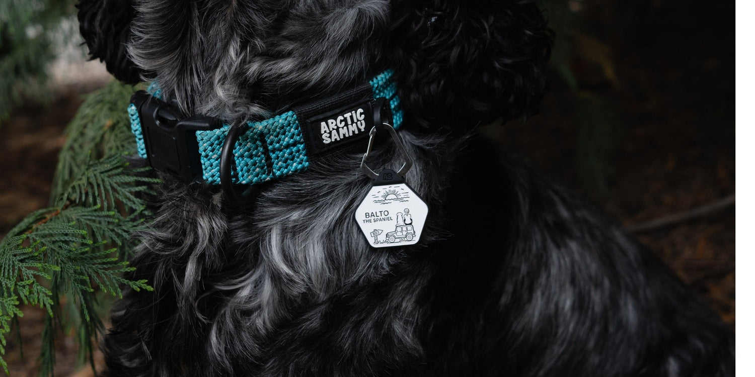 Dog ID Tags - All Designs