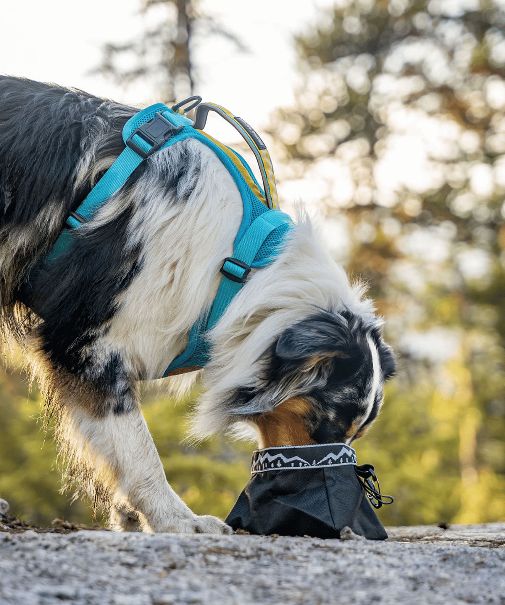 Golden retriever harness size best sale