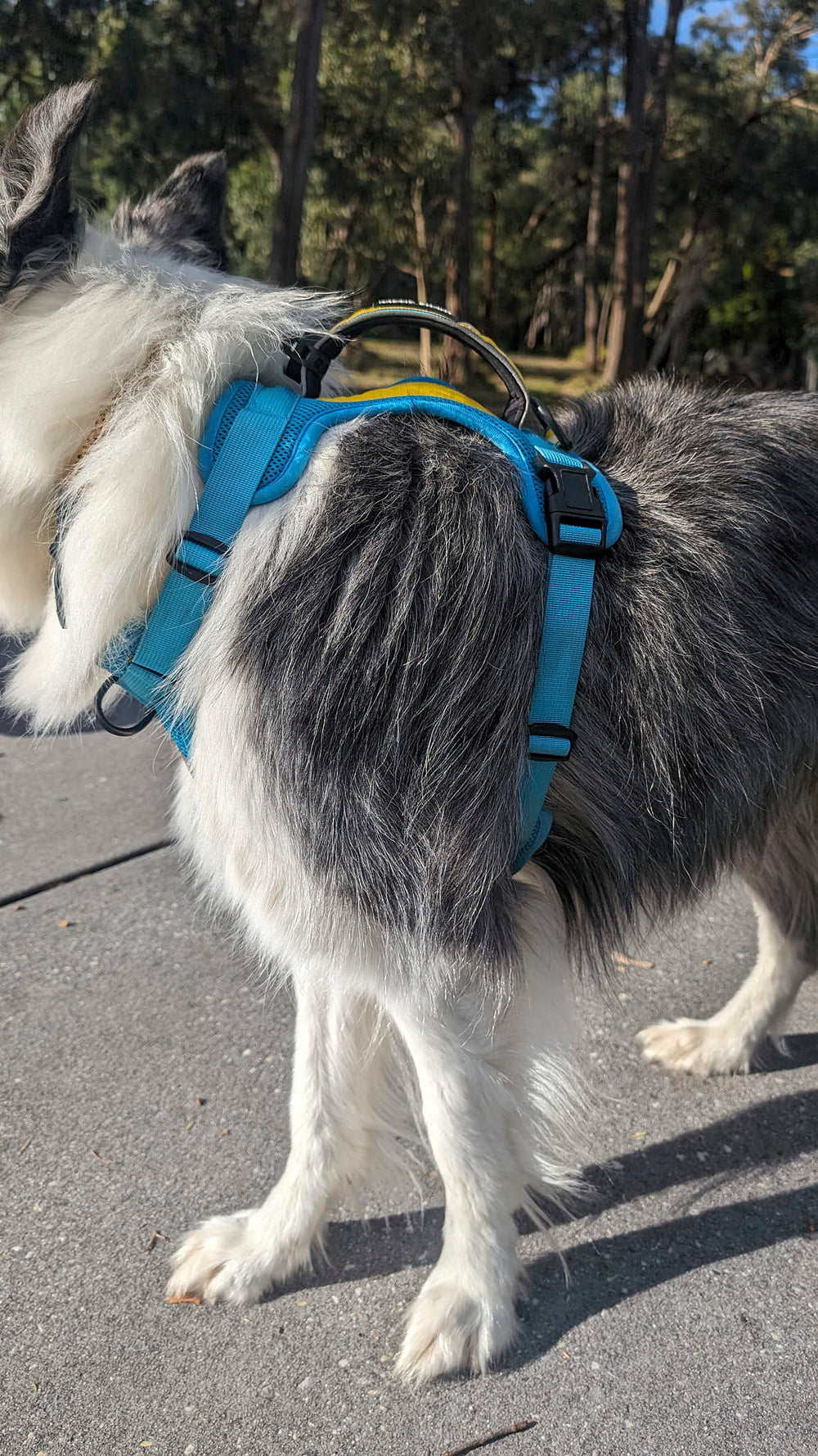 <p>What's a good fit? Border Collie:</p>