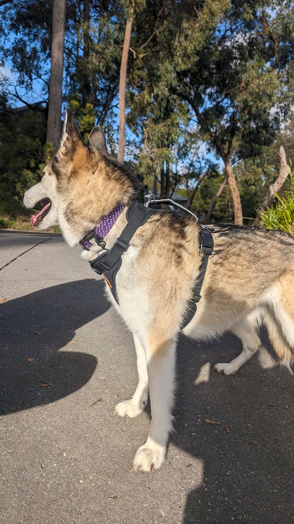 <p>What's a good fit? Husky:</p>