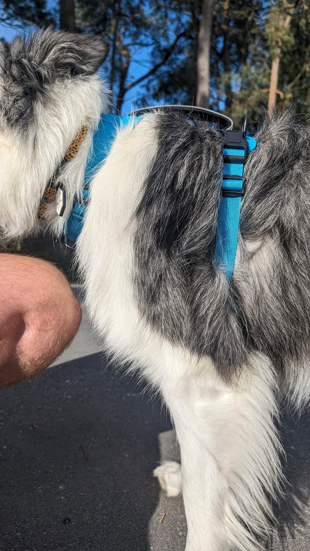 <p>What's a good fit? Border Collie:</p>