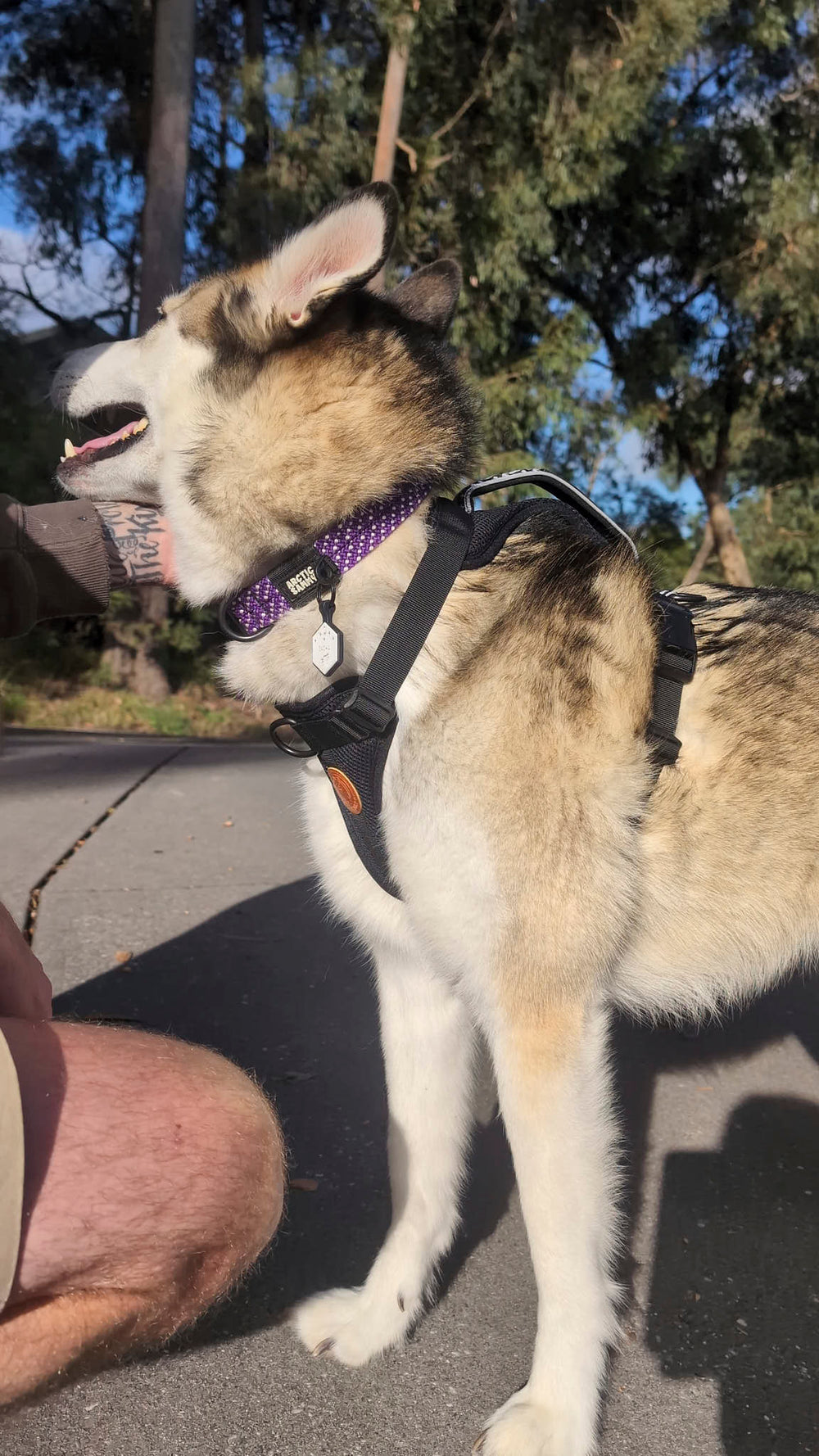 <p>What's a good fit? Husky:</p>
