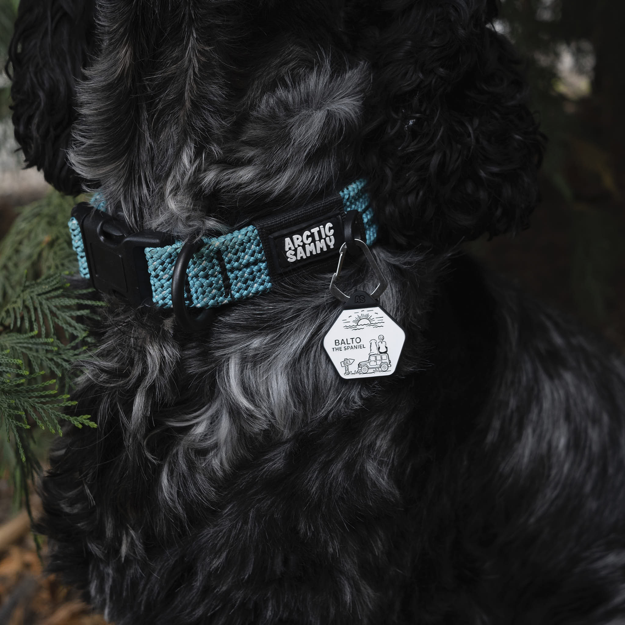 Dog ID Tag - Pickle