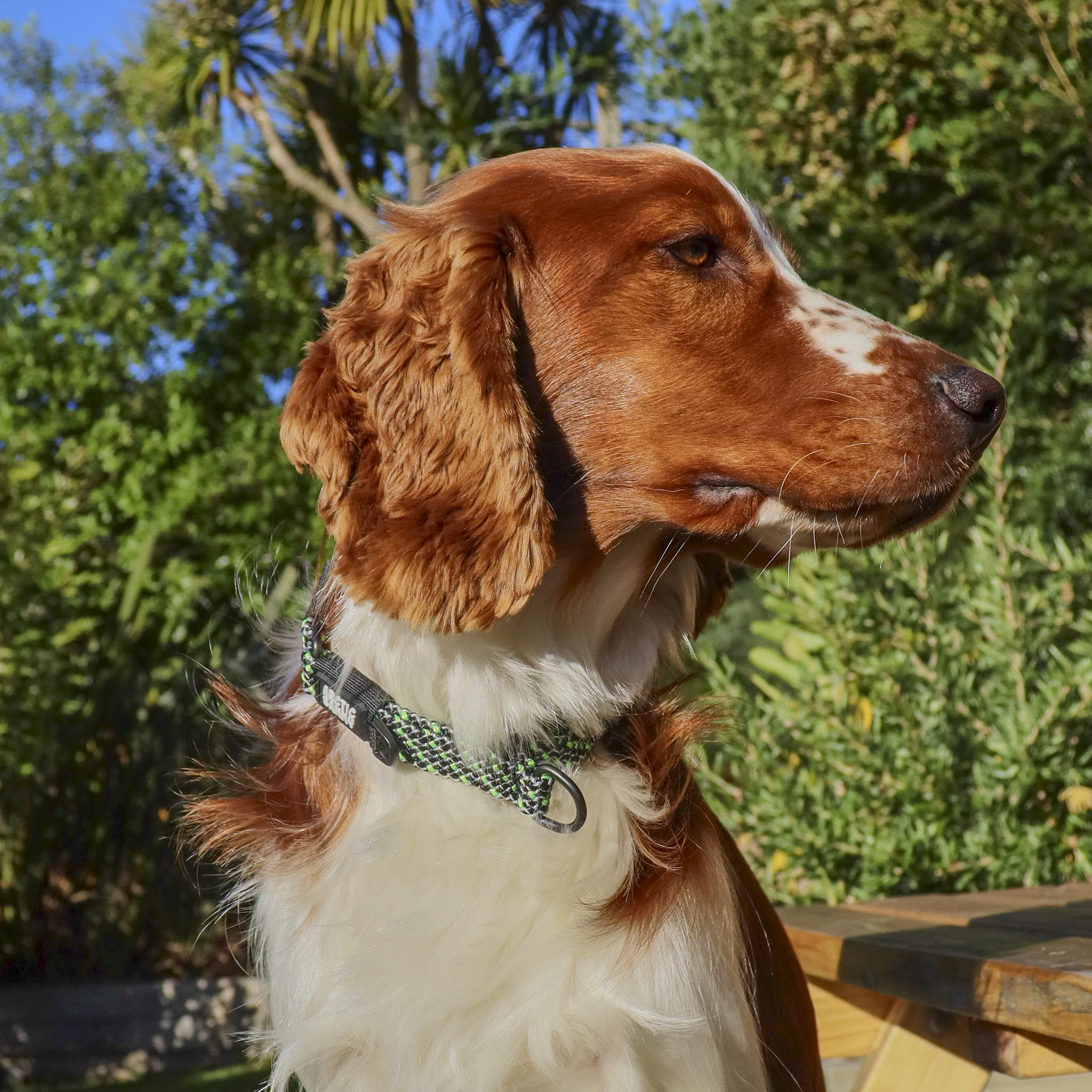 Craigieburn Martingale Collar
