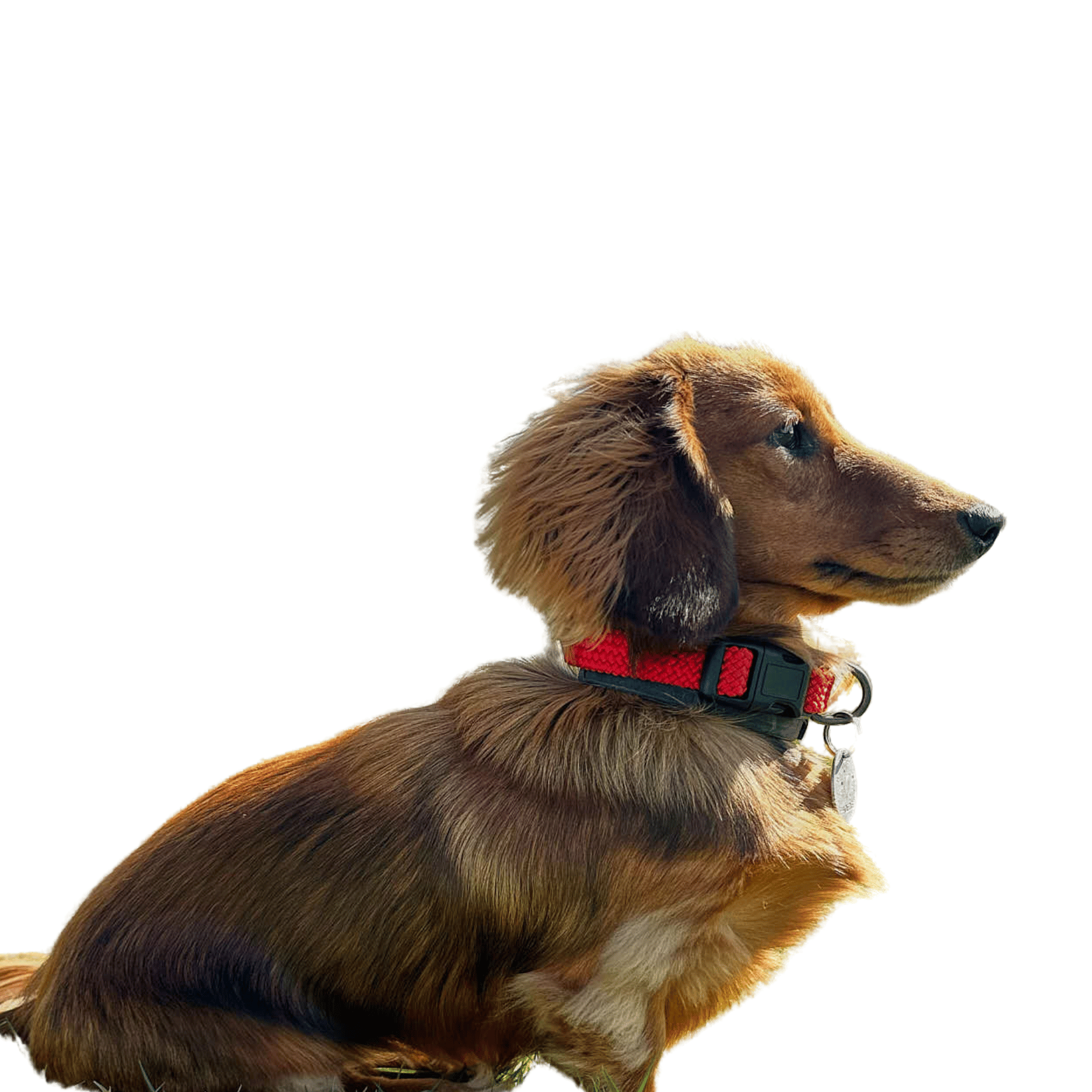 Sizing Corner Arctic Sammy