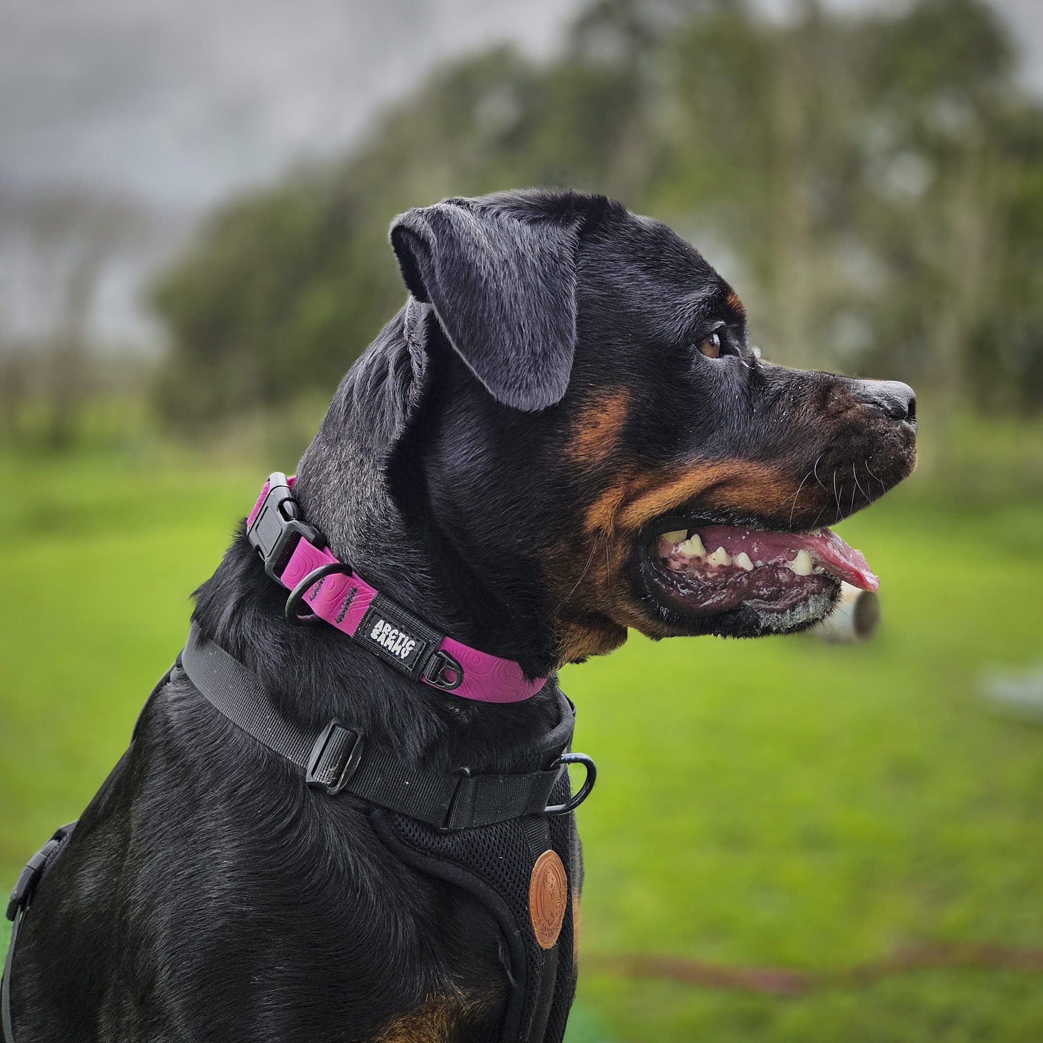 Pink Terraflow Waterproof Dog Collar