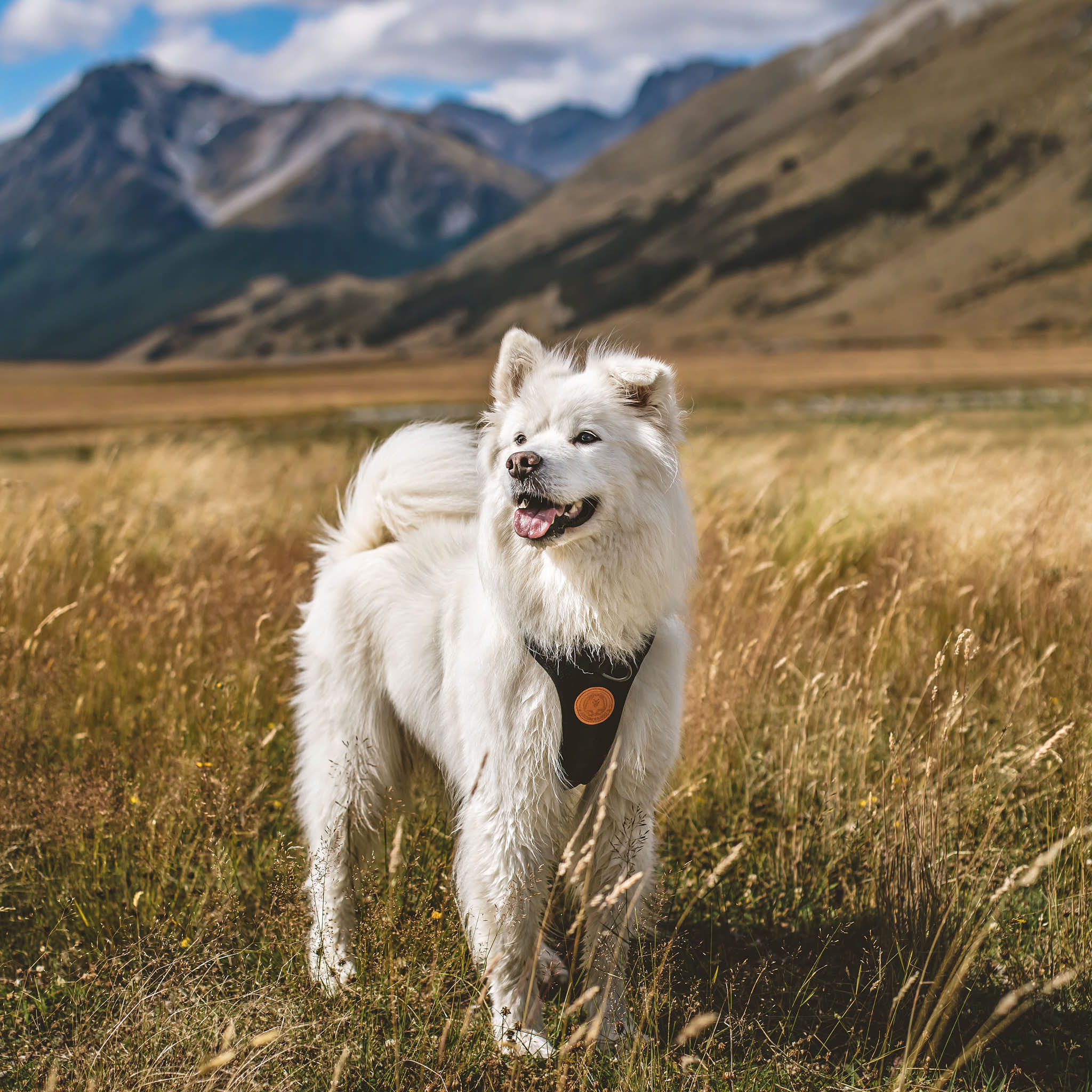 Dog Harness