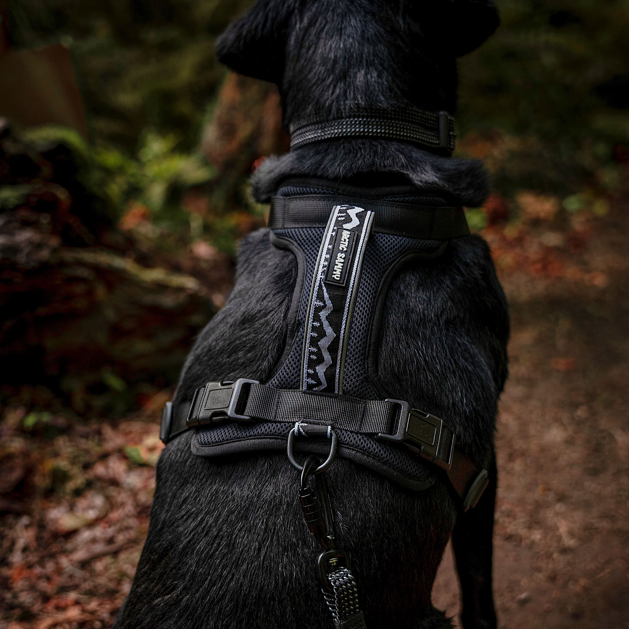 Arctic Sammy Adventure Dog Harness