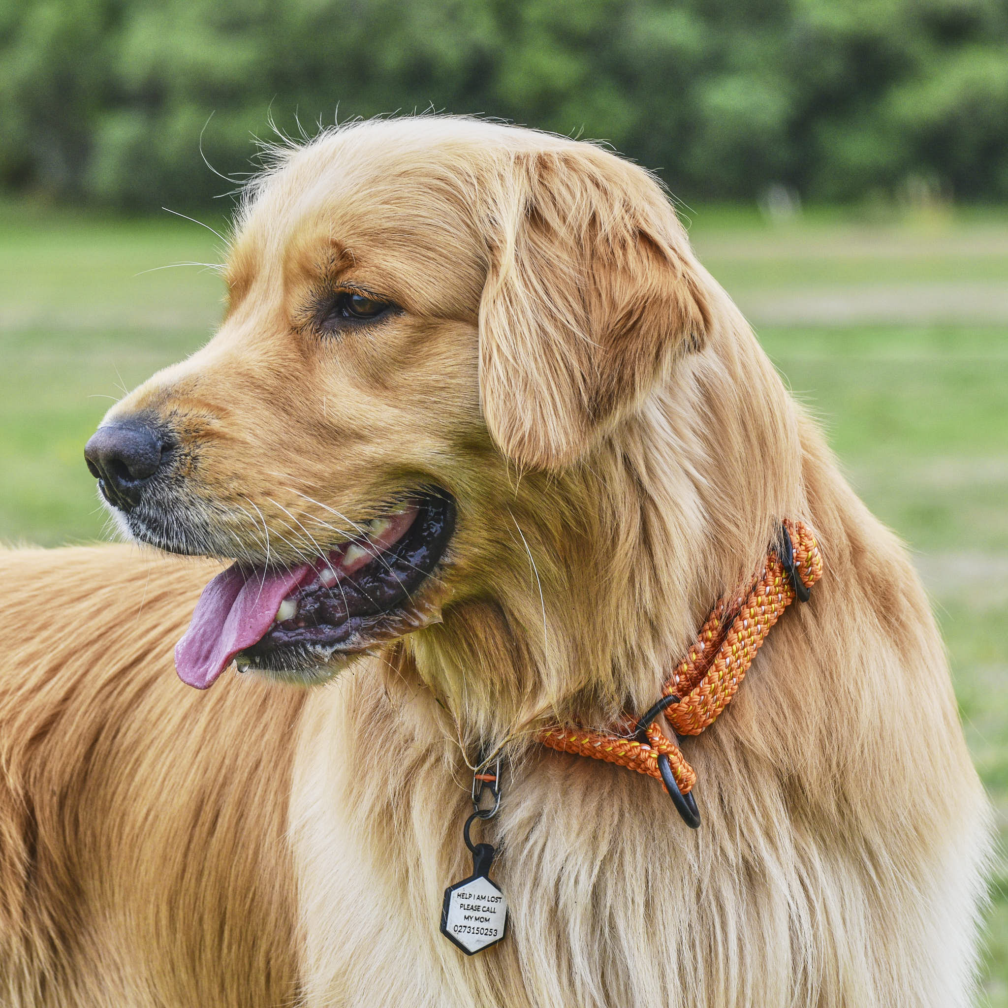 Hawea Martingale Collar *New Design*