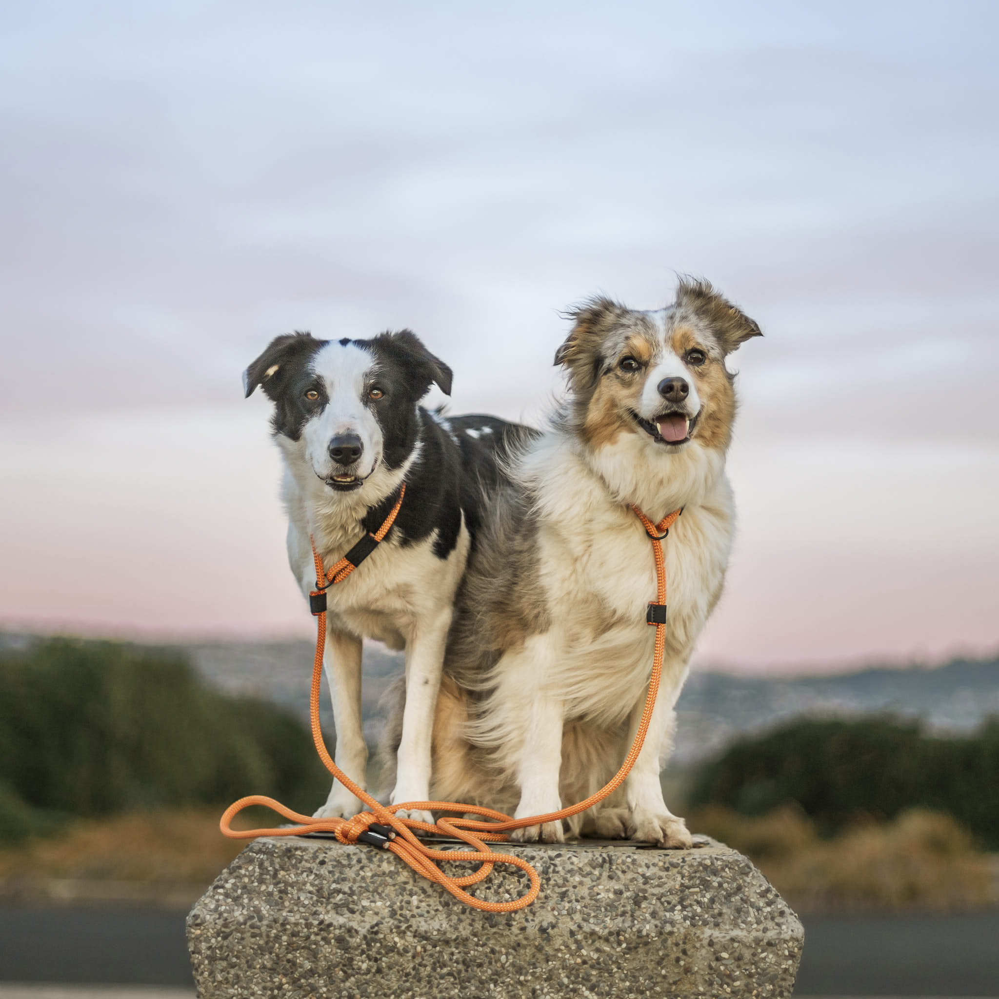 Hawea Dog Slip Leash