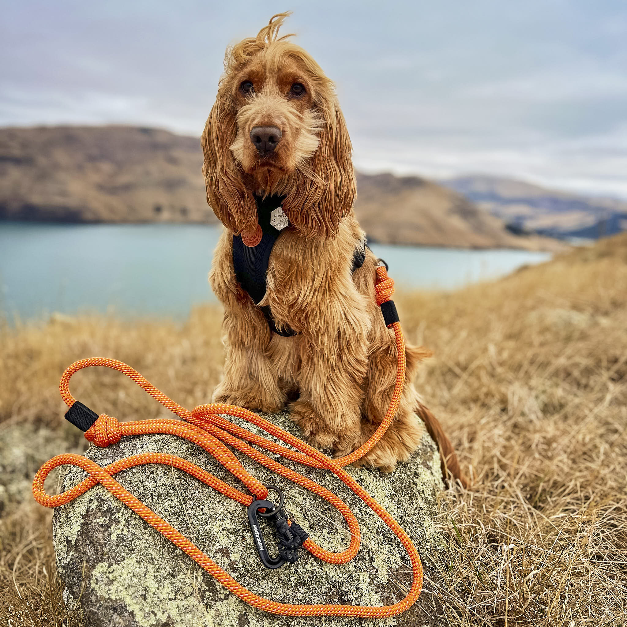 Hawea Trail Runner Handsfree Dog Leash