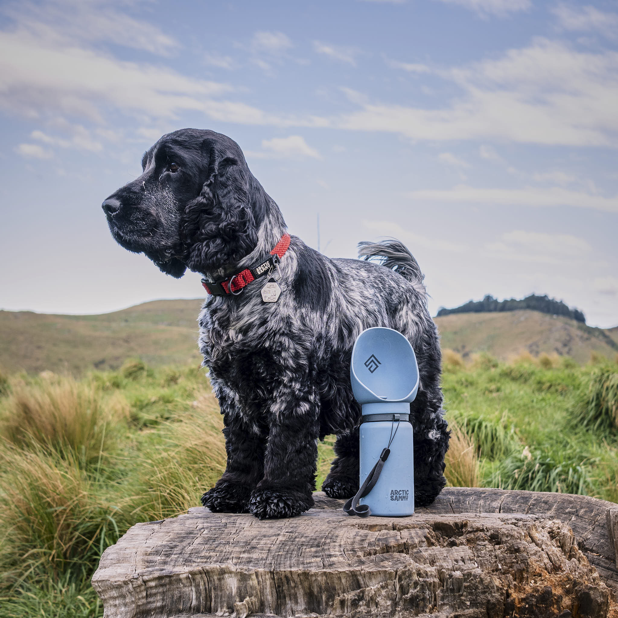 HydroFold Dog Water Bottle