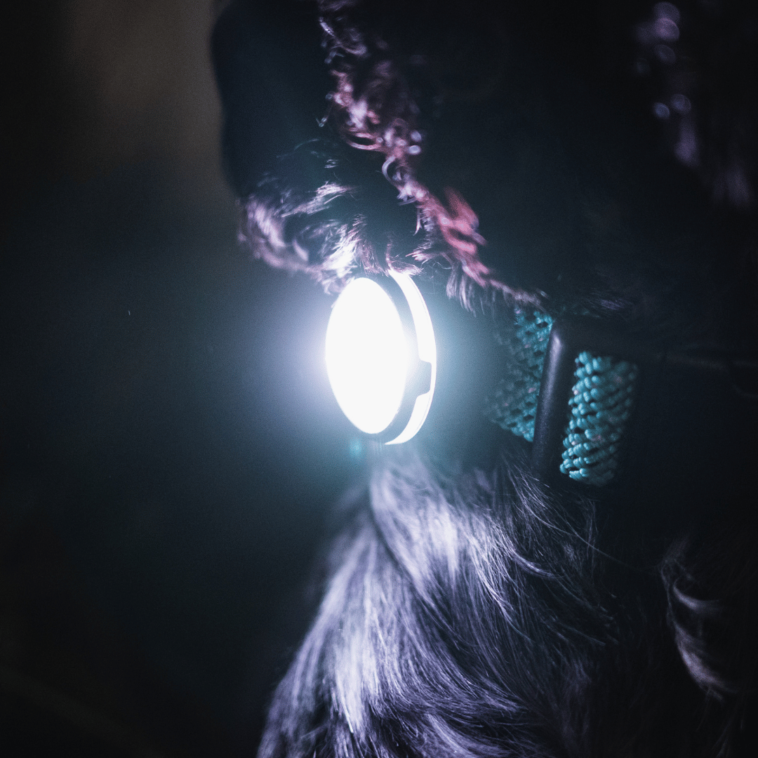 LED Dog Collar Light