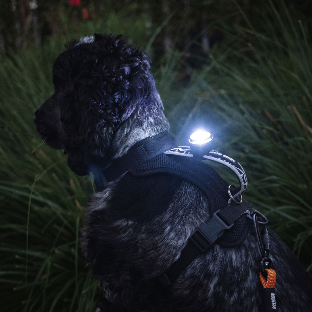 LED Dog Collar Light
