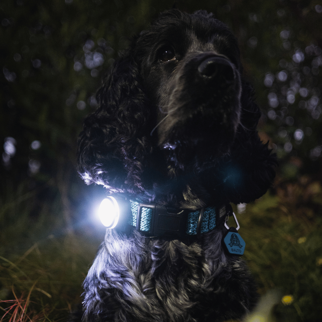 LED Dog Collar Light