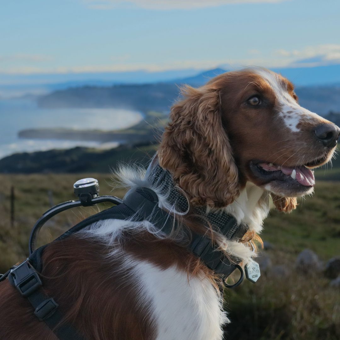 LED Dog Collar Light