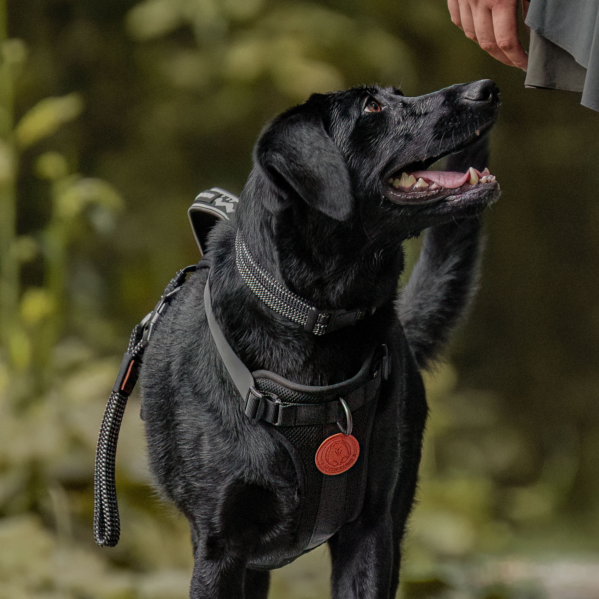 Mackenzie Dog Collar