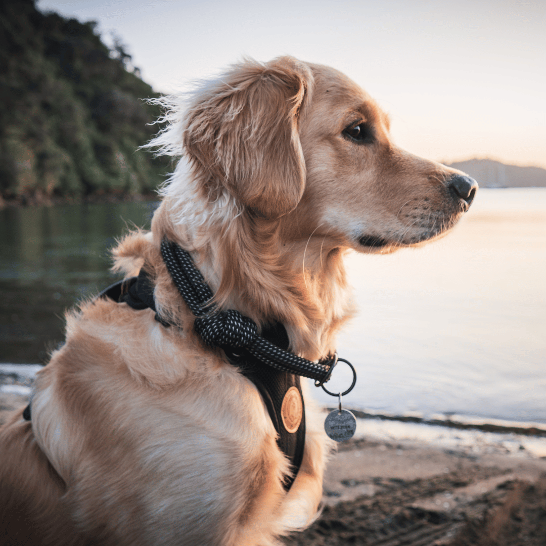 martingale collar