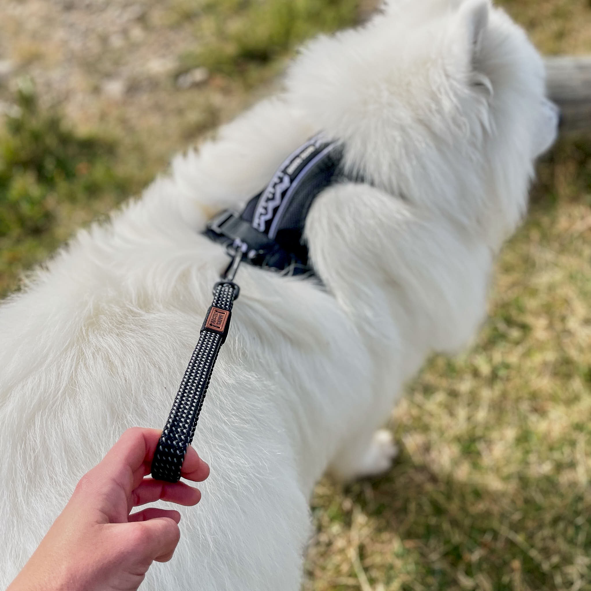 dog leashes