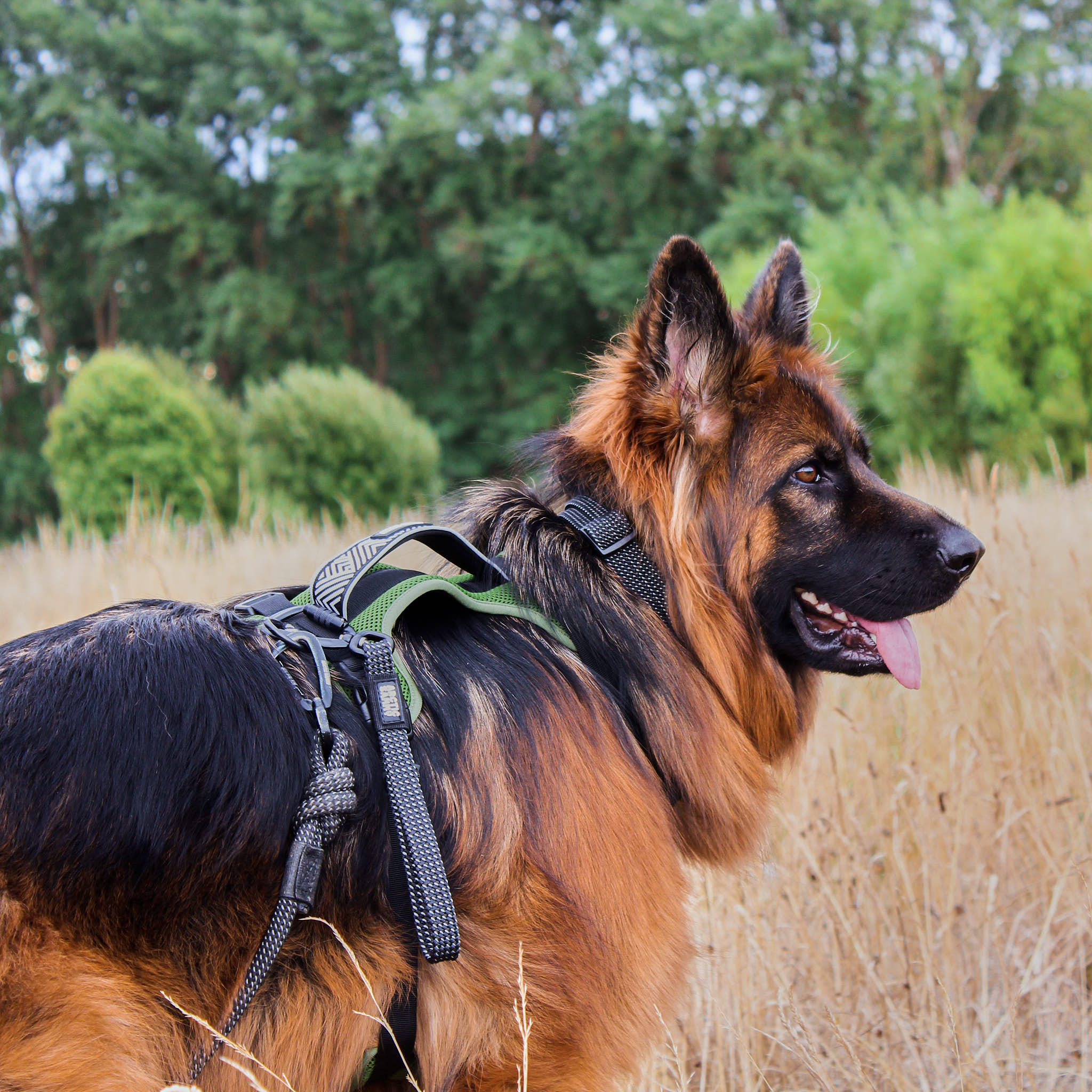 Mackenzie Transfer Leash