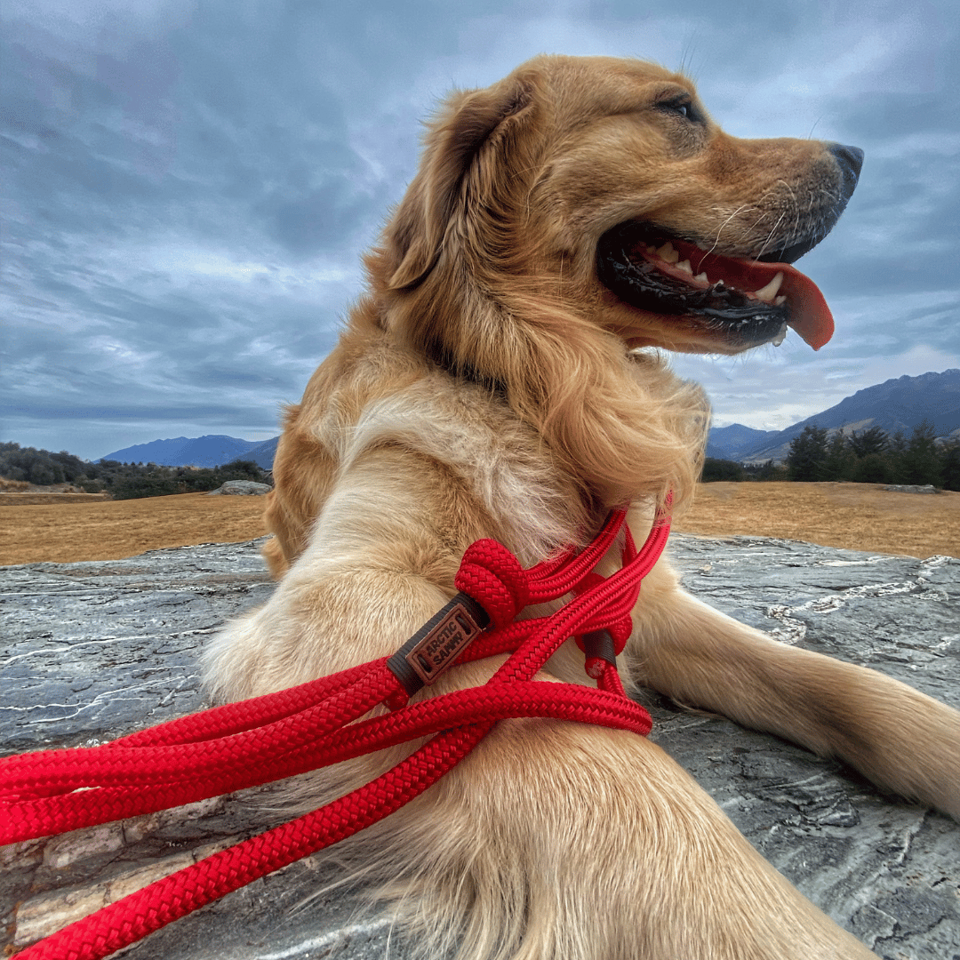 dog leashes