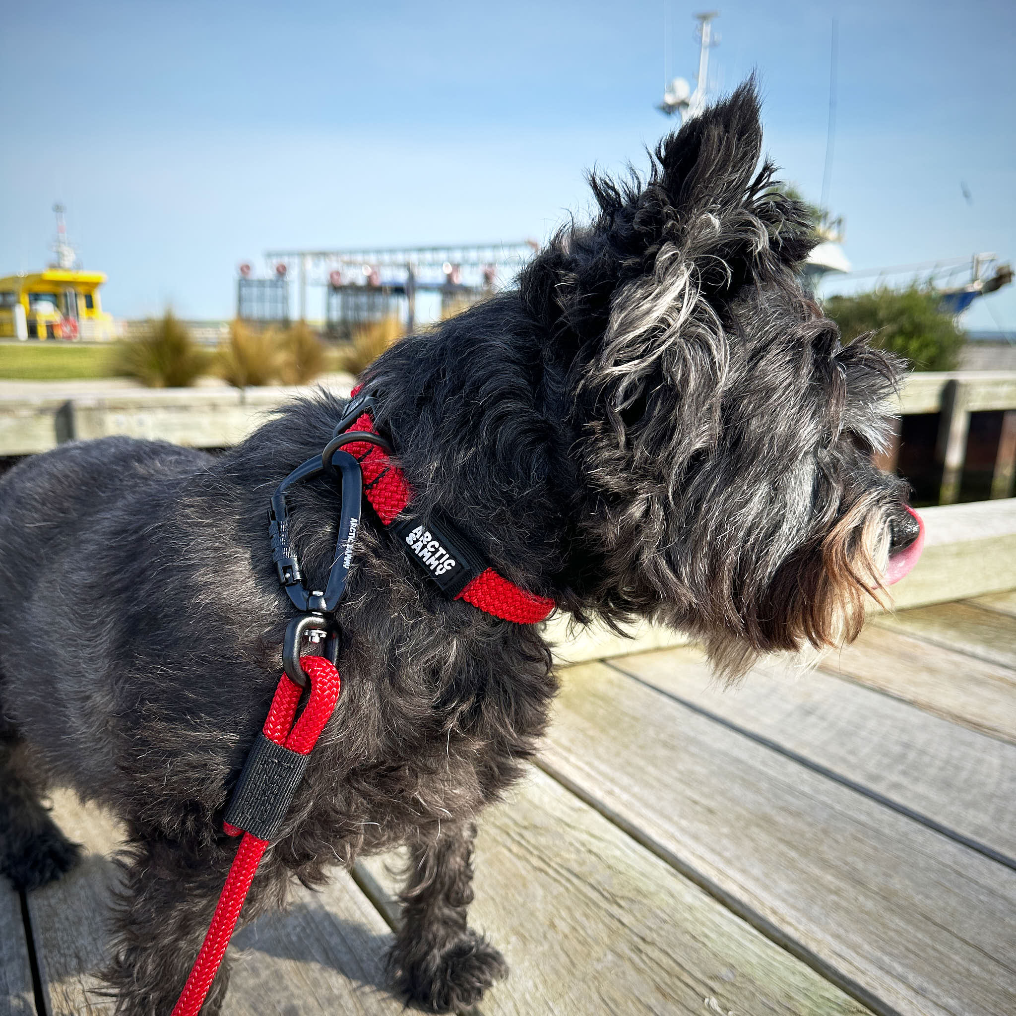 Monowai Small Dog Rope Lead