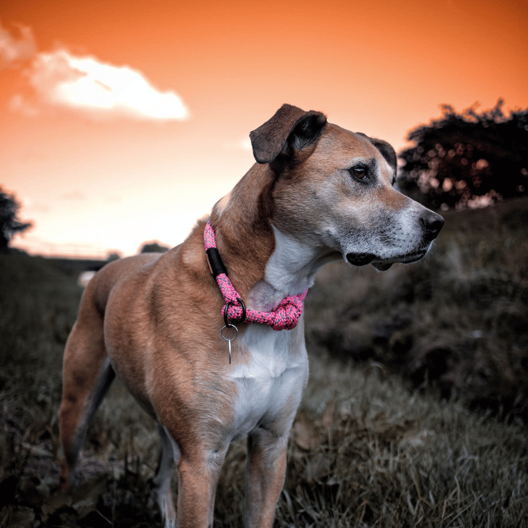 Ohau Martingale Collar Arctic Sammy