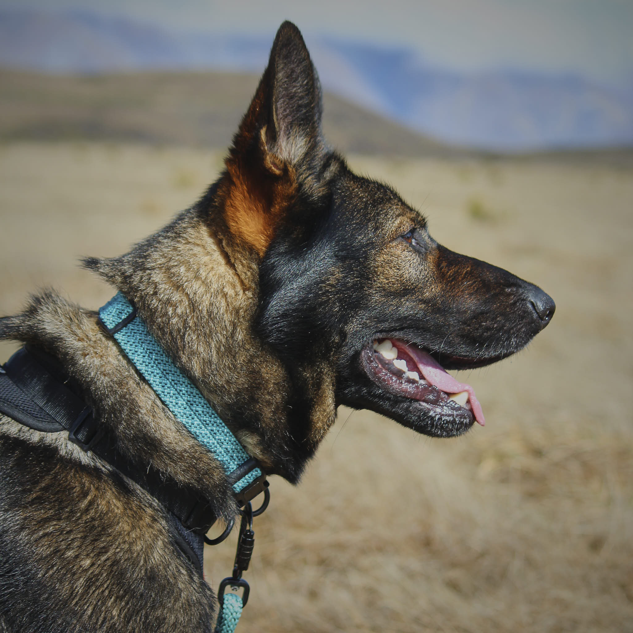 Pukaki Dog Collar