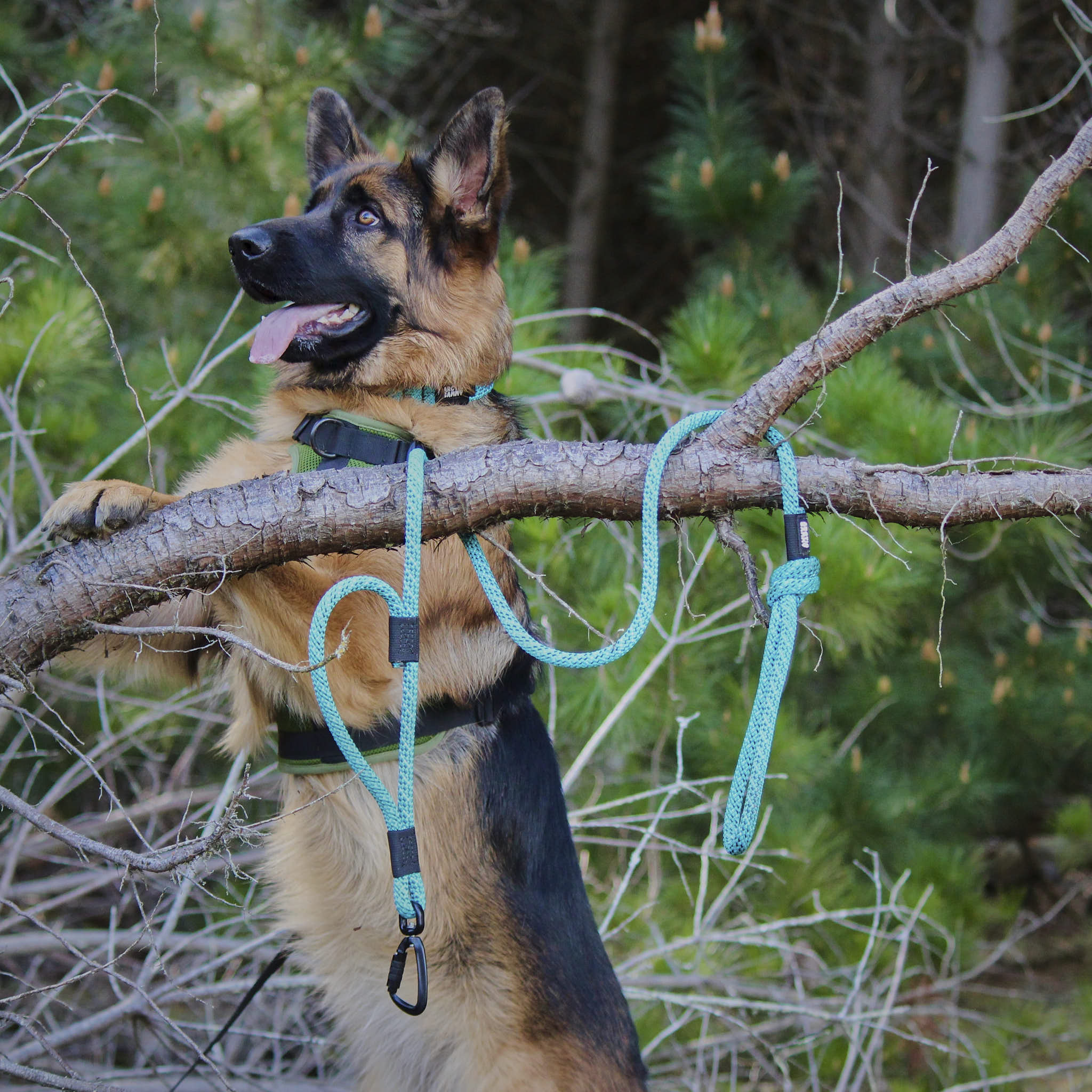 Pukaki Rope Dog Leash with Traffic Handle