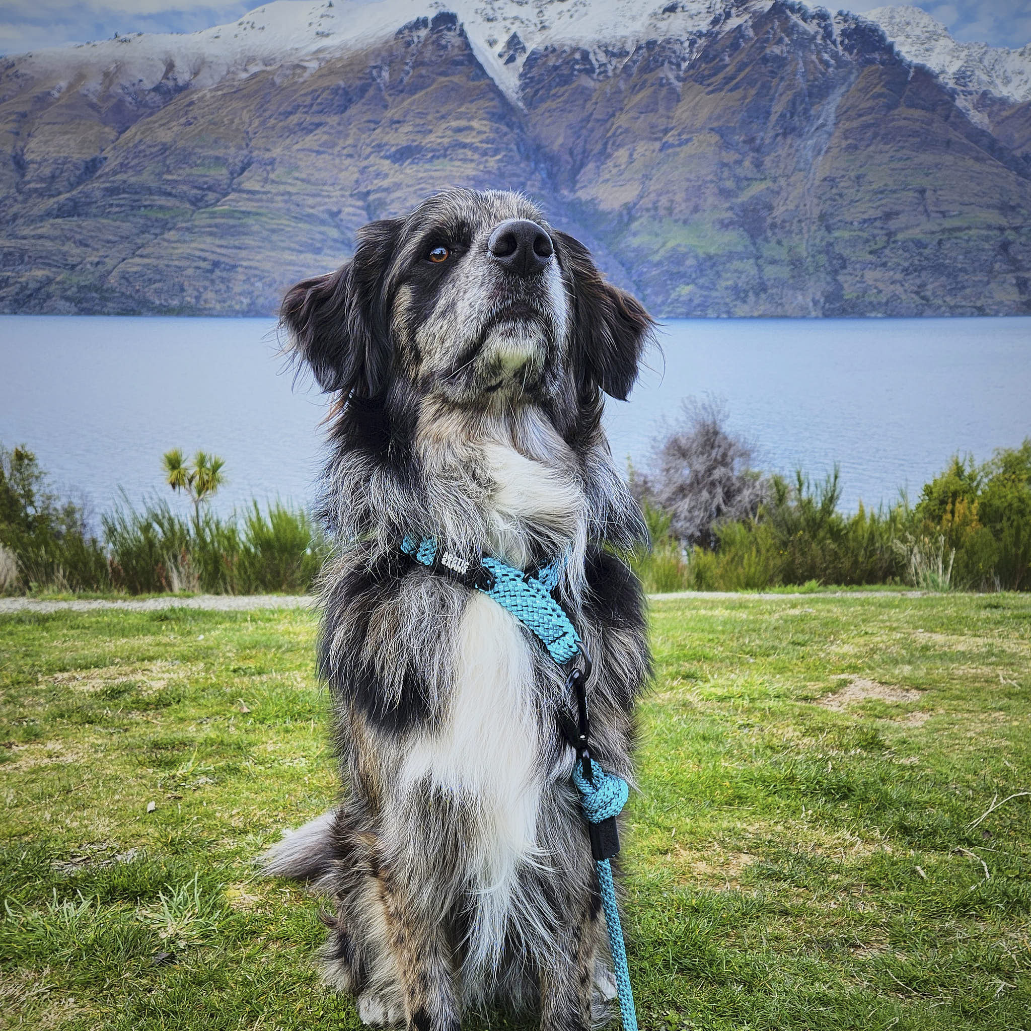 Pukaki Martingale Collar