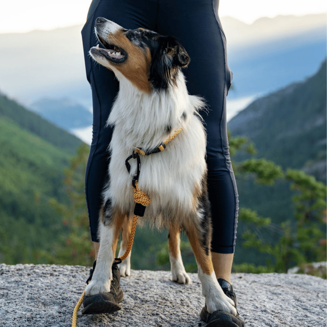 Raglan Dog Collar