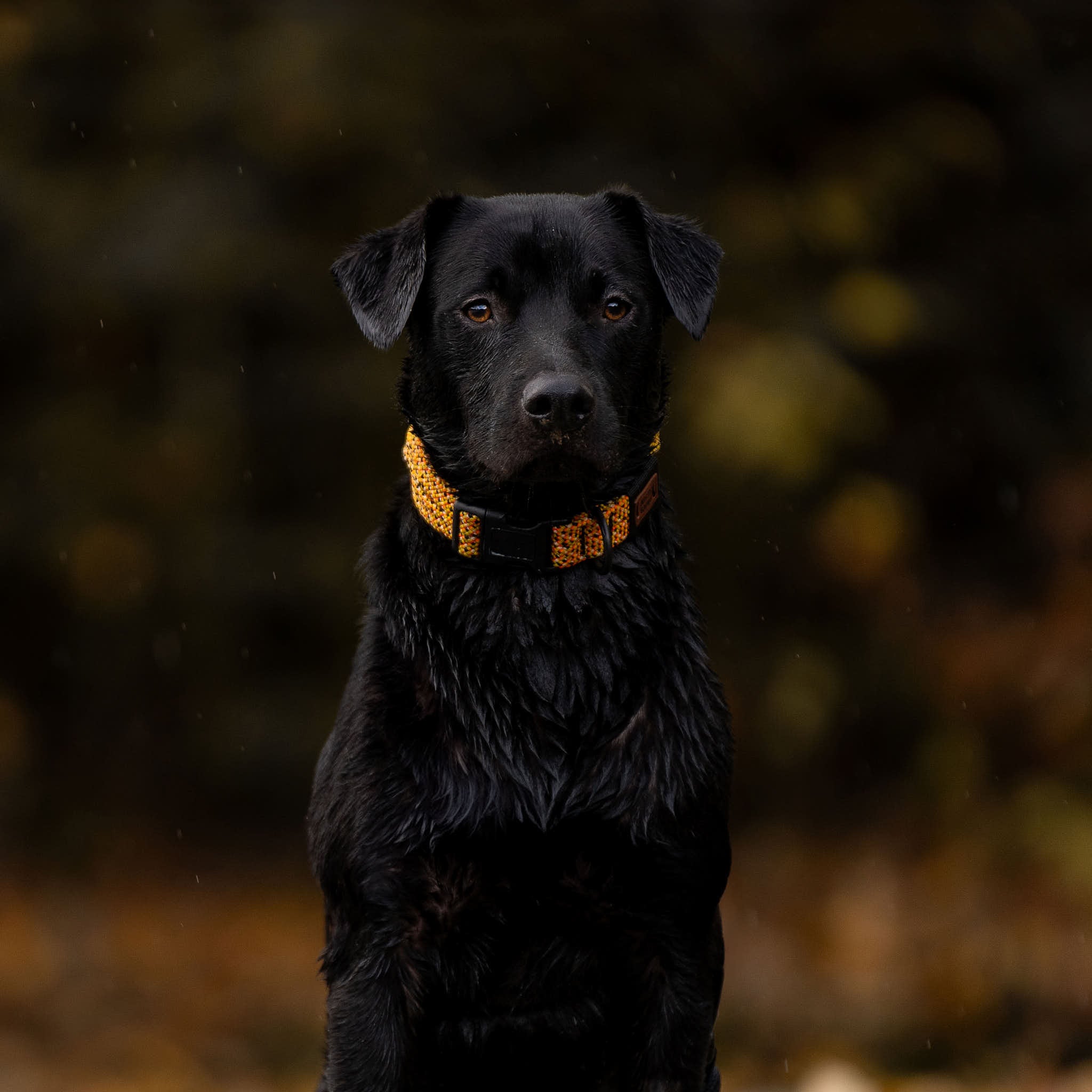 Raglan Dog Collar