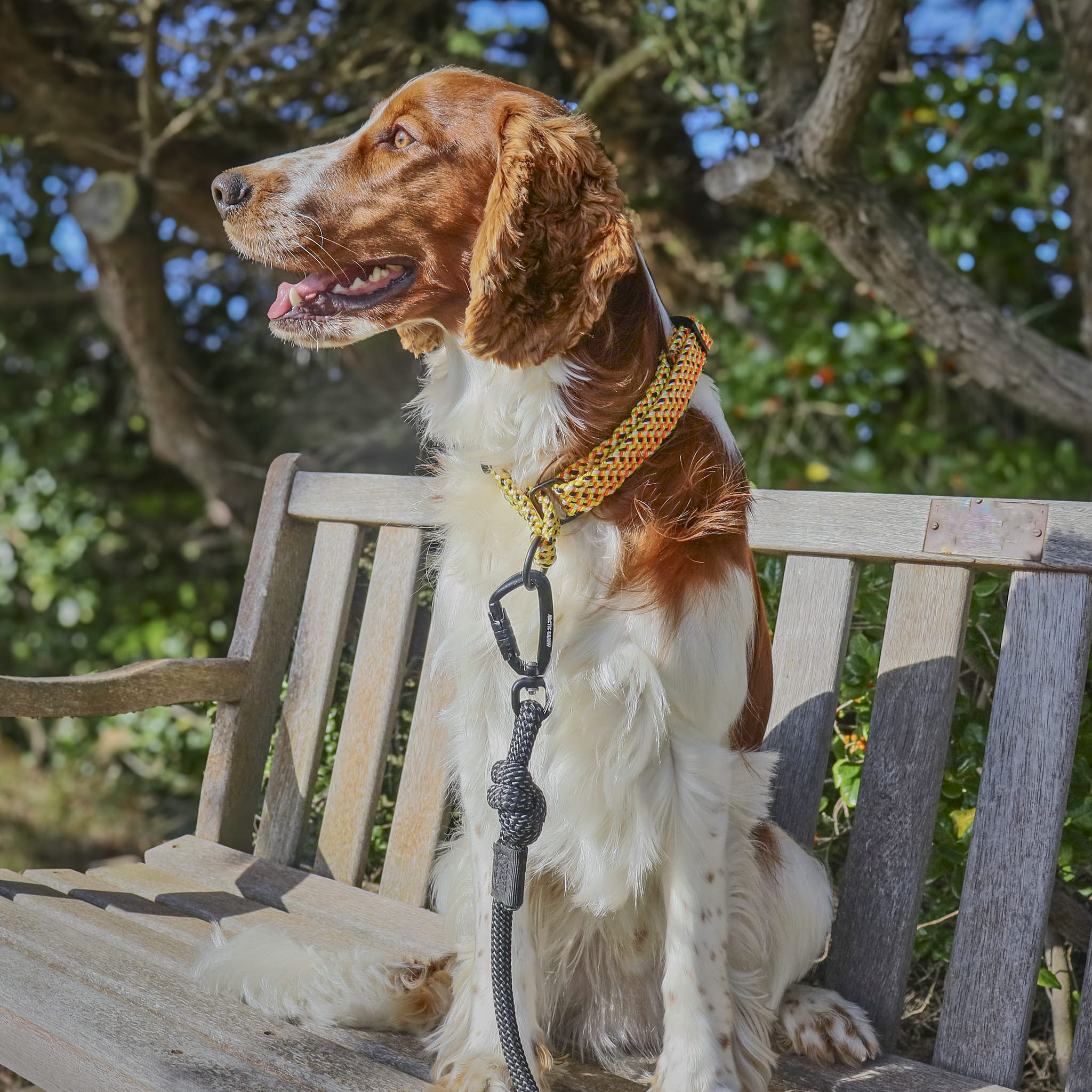 Raglan Martingale Collar